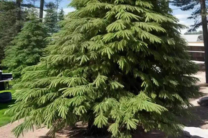 Incense cedar (calocedrus decurrens) — photo 3