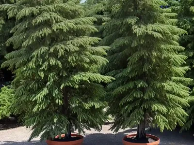 Incense Cedar (Calocedrus Decurrens)