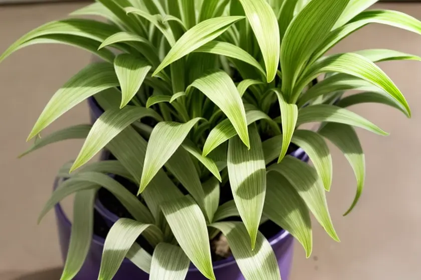 Inch plant (tradescantia zebrina) — photo 2