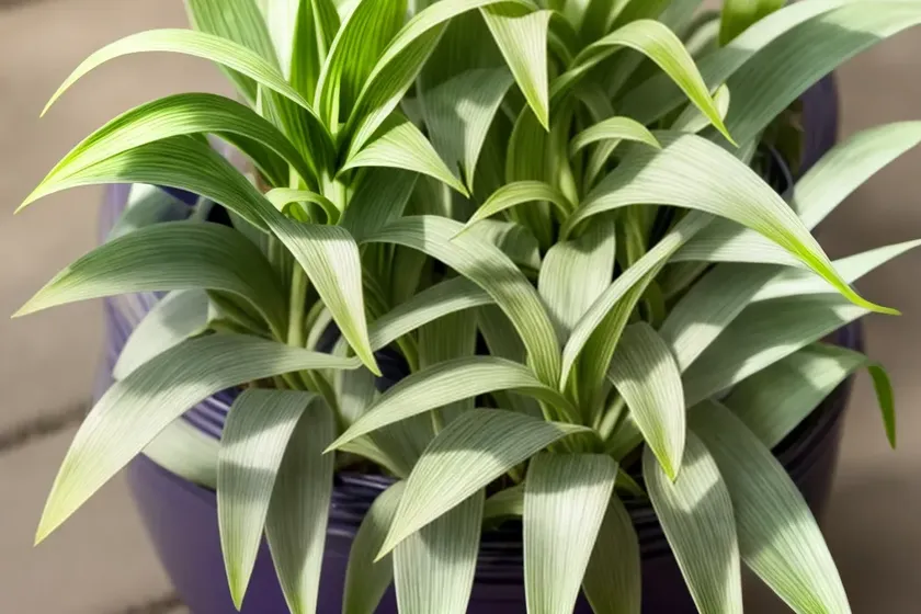 Inch plant (tradescantia zebrina) — photo 3