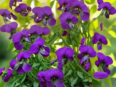 Inconspicuous Pea (Lathyrus Inconspicuus)