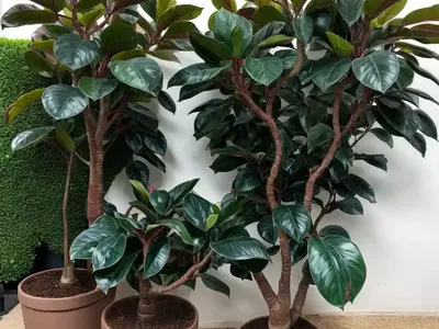 India Rubber Plant (Ficus Elastica ‘Burgundy’)
