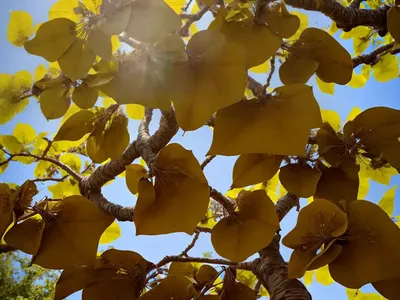 Indian Bean Tree (Catalpa Bignonioides)