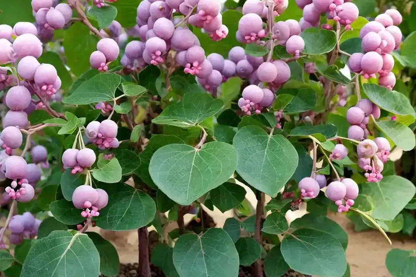 Indian-currant (symphoricarpos orbiculatus) — photo 3