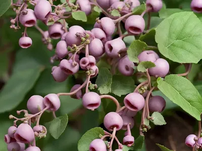 Indian-currant (Symphoricarpos Orbiculatus)