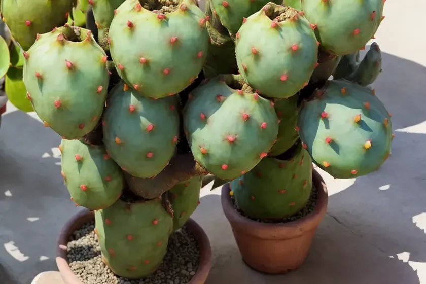 Indian fig (opuntia ficus-indica) — photo 2
