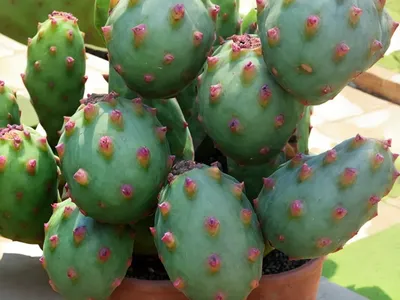 Indian Fig (Opuntia Ficus-indica)