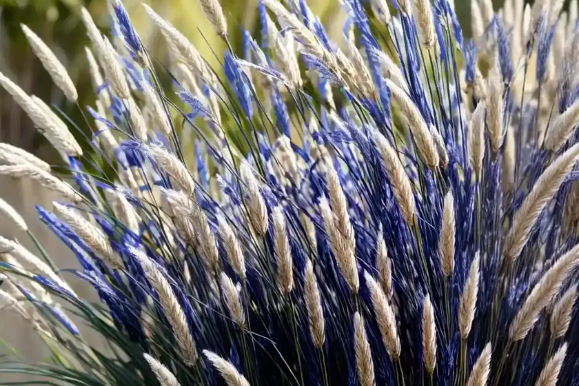 Indian grass (sorghastrum nutans ‘sioux blue’) — photo 2