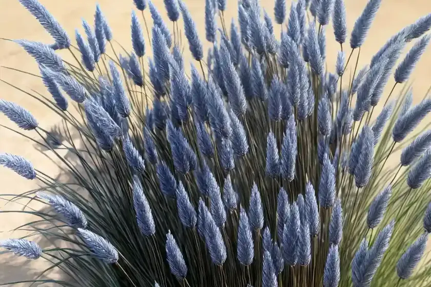 Indian grass (sorghastrum nutans ‘sioux blue’) — photo 3