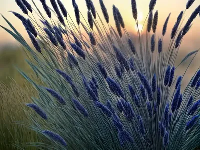 Indian Grass (Sorghastrum Nutans ‘Sioux Blue’)