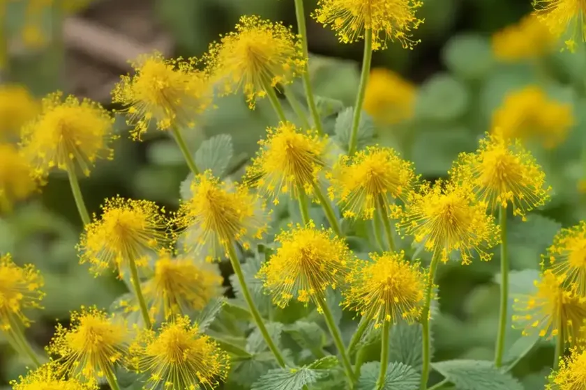 Indian hedgemustard, eastern rocket (sisymbrium orientale) — photo 3