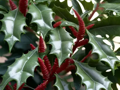 Indian Holly Fern (Arachniodes)