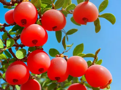 Indian Jujube (Ziziphus Mauritiana)