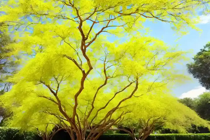 Indian-laburnum (cassia fistula) — photo 3