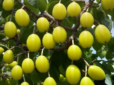 Indian Mulberry (Morinda Citrifolia)