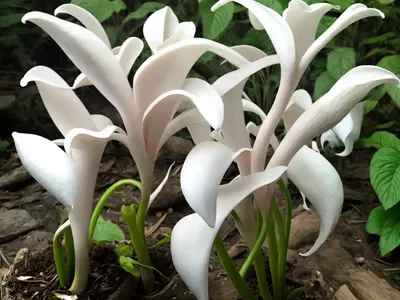 Indian-pipe (Monotropa Uniflora)