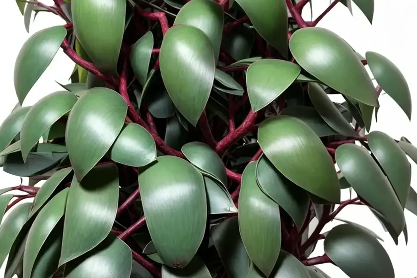 Indonesian gum (eucalyptus deglupta) — photo 3