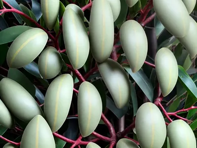 Indonesian Gum (Eucalyptus Deglupta)