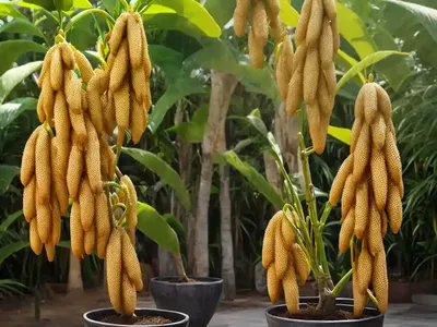Indonesian Wax Ginger (Tapeinochilos Ananassae)