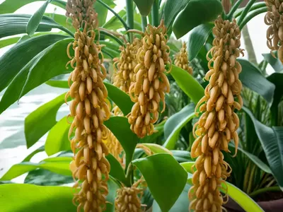Indonesian Wax Ginger (Tapeinochilos Ananassae)