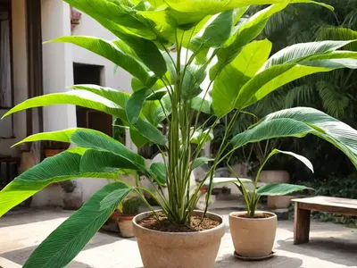 Infection Is Branched (Phelipanche Nana)