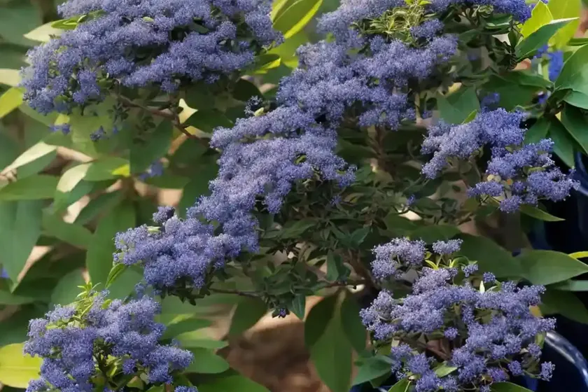 Inland new jersey tea (ceanothus herbaceus) — photo 2