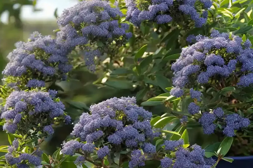 Inland new jersey tea (ceanothus herbaceus) — photo 3