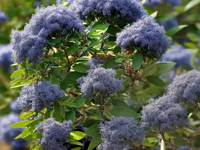 Inland New Jersey Tea (Ceanothus Herbaceus)