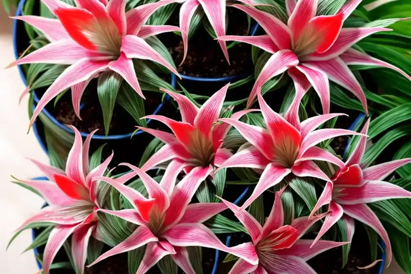 Ionantha rubra (ionantha rubra) — photo 3