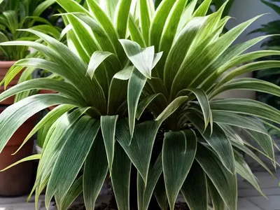 Ionatha Guatemala (Ionantha Guatemala)