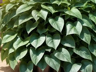 Ipomoea Cordatotriloba (Tievine)