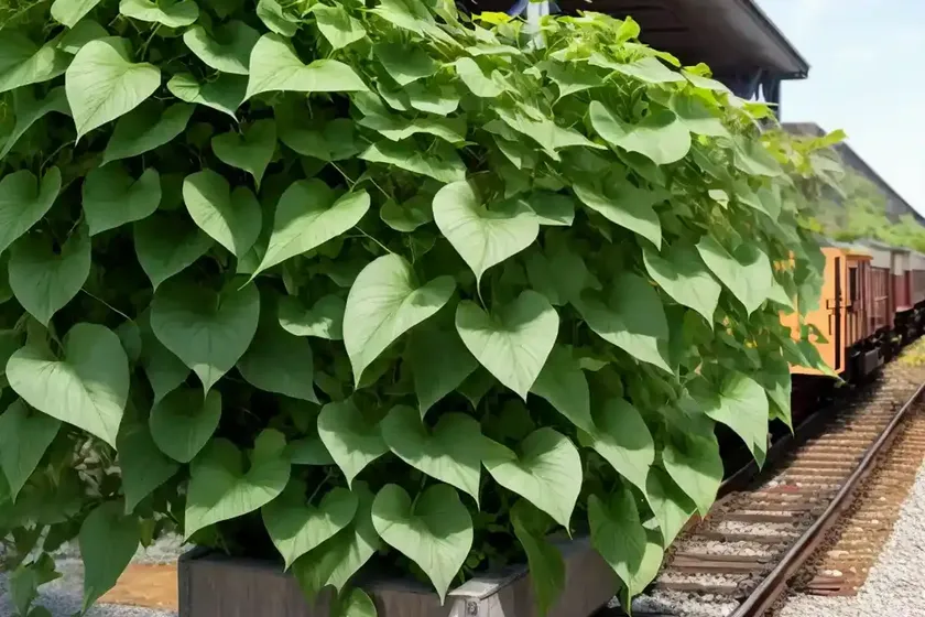 Ipomoea pes-caprae (railroad vine) — photo 2