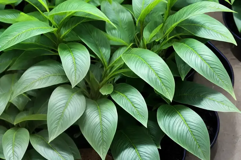 Iresine bloodleaf plant (iresine herbstii) — photo 2