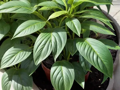 Iresine Bloodleaf Plant (Iresine Herbstii)