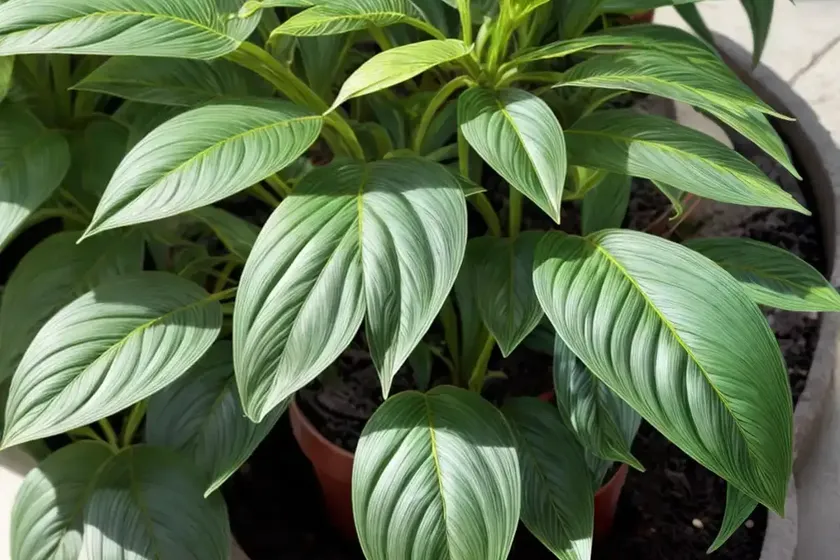 Iresine bloodleaf plant (iresine herbstii)