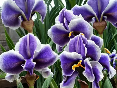 Iris ‘Belgian Princess’ (Bearded Iris)