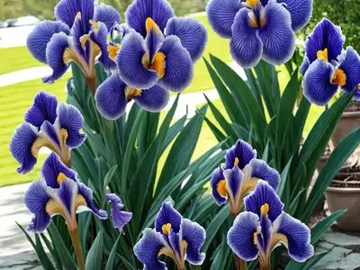 Iris ‘Better Than Butter’ (Bearded Iris)