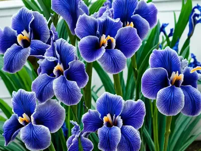 Iris ‘Blue Rhythm’ (Bearded Iris)