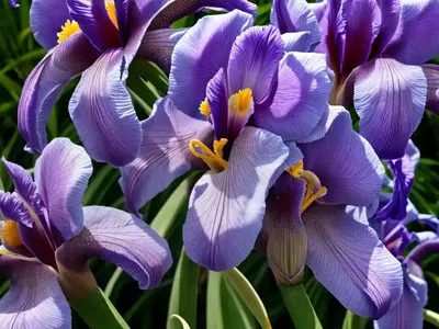 Iris Ensata ‘Carol Johnson’ (Japanese Iris)