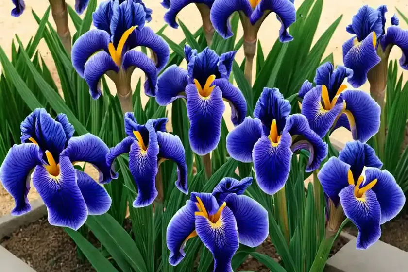 Iris (iris (dutch hybrid group) — photo 3