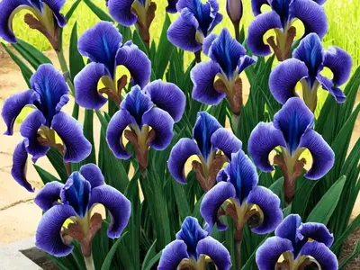 Iris (Iris (Dutch Hybrid Group)