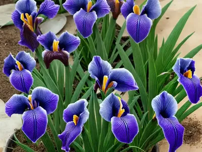 Iris (Iris Maackii)