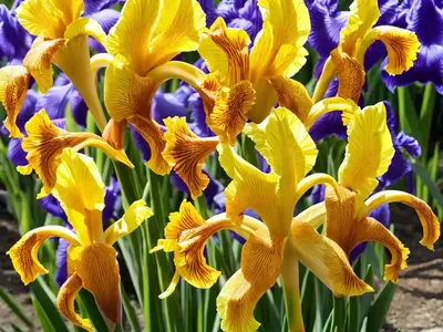 Iris Pseudacorus (Yellow Iris)