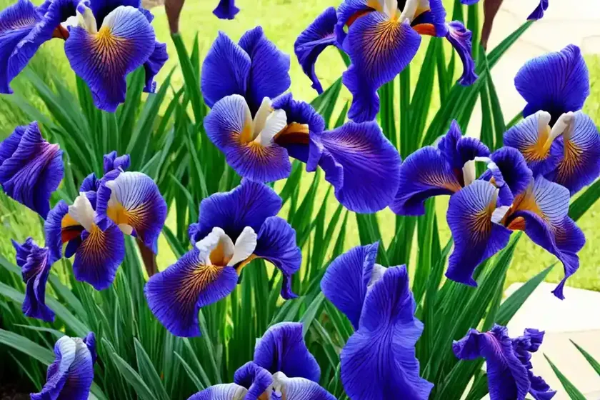 Iris pseudata ‘shiryukyo’) — photo 3