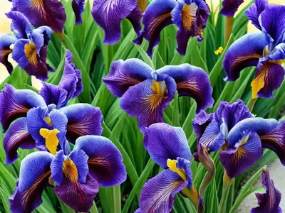 Iris Pseudata ‘Yarai’)