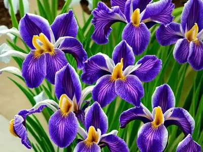 Iris Sibirica ‘Concord Crush’ (Siberian Iris)