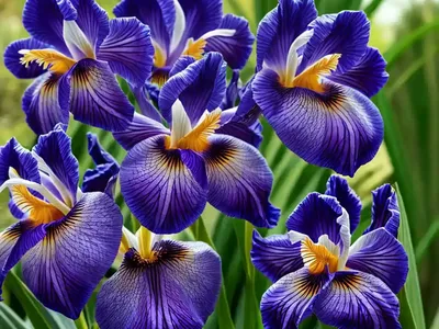 Iris Sibirica ‘Fond Kiss’ (Siberian Iris)
