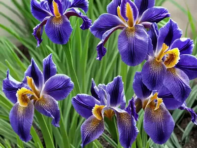 Iris Sibirica ‘Jewelled Crown’ (Siberian Iris)