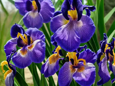 Iris Sibirica ‘Ruffled Velvet’ (Siberian Iris)