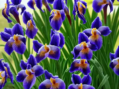 Iris Sibirica ‘Snow Queen’ (Siberian Iris)